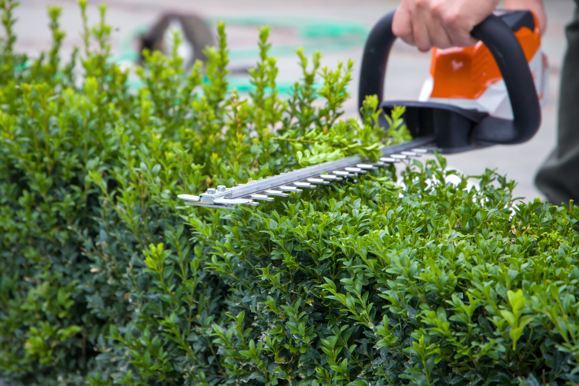 well maintained garden hedge after expert hedge cutting